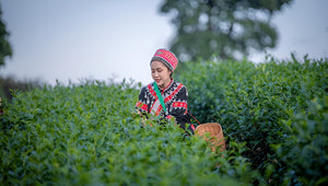 How Tea is Made - From Plants to Cup?