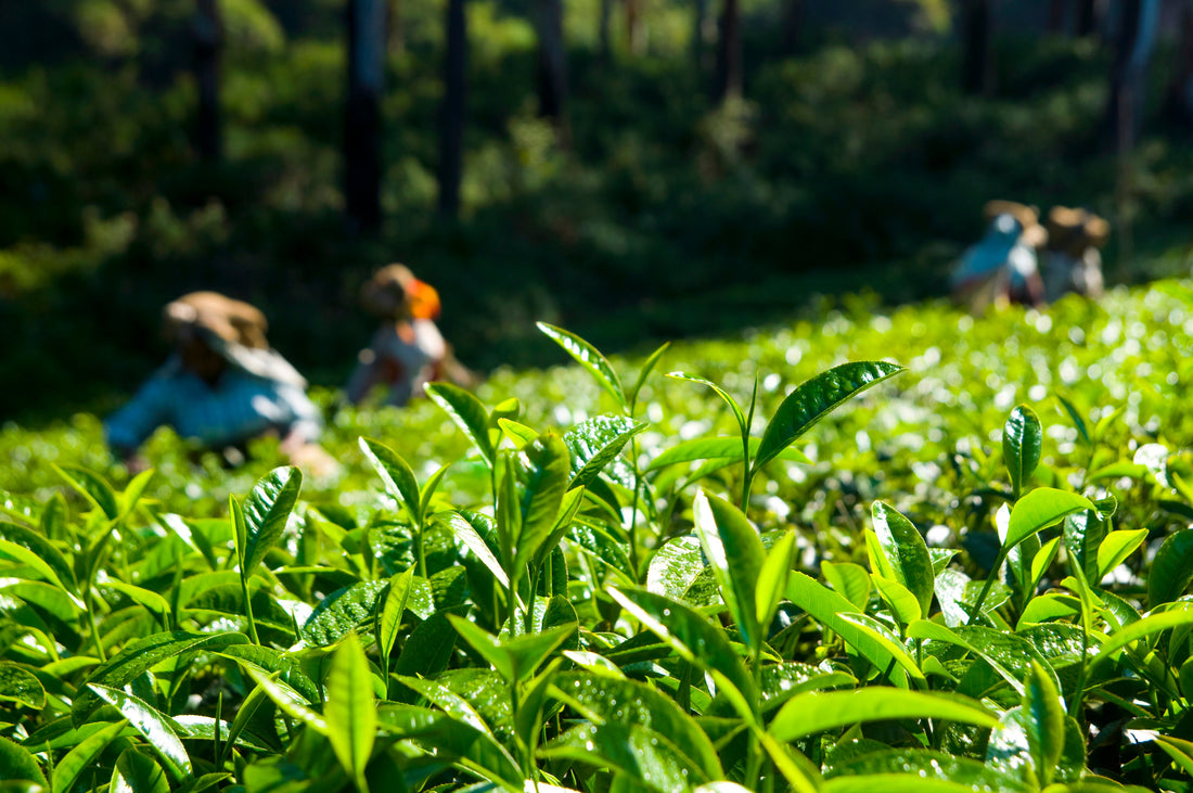 Why Premium Chai Patti Brands Are Growing in India?
